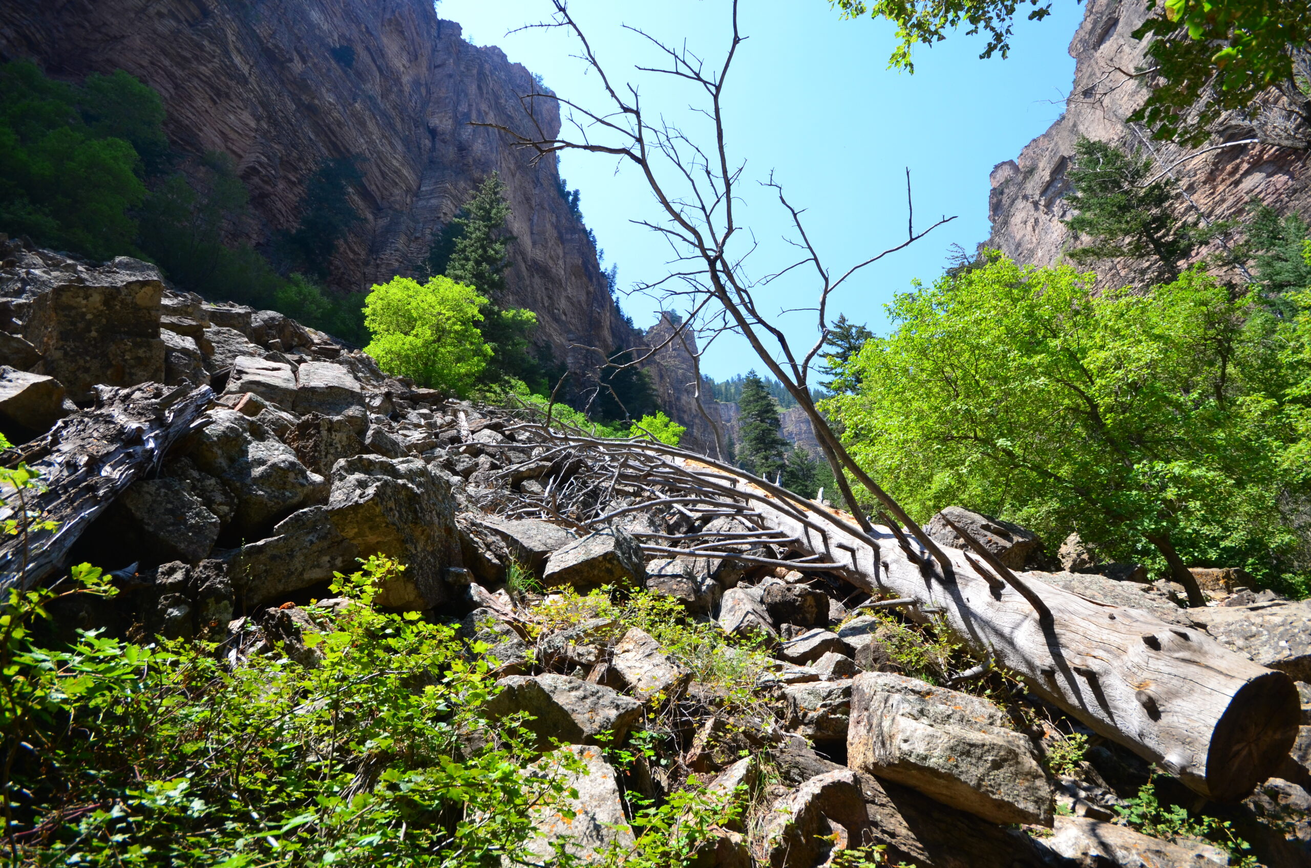 A rocky landscape with a fallen tree trunk and branches in the foreground. The scene is surrounded by lush green trees and vegetation. Steep cliffs rise on either side under a clear blue sky.