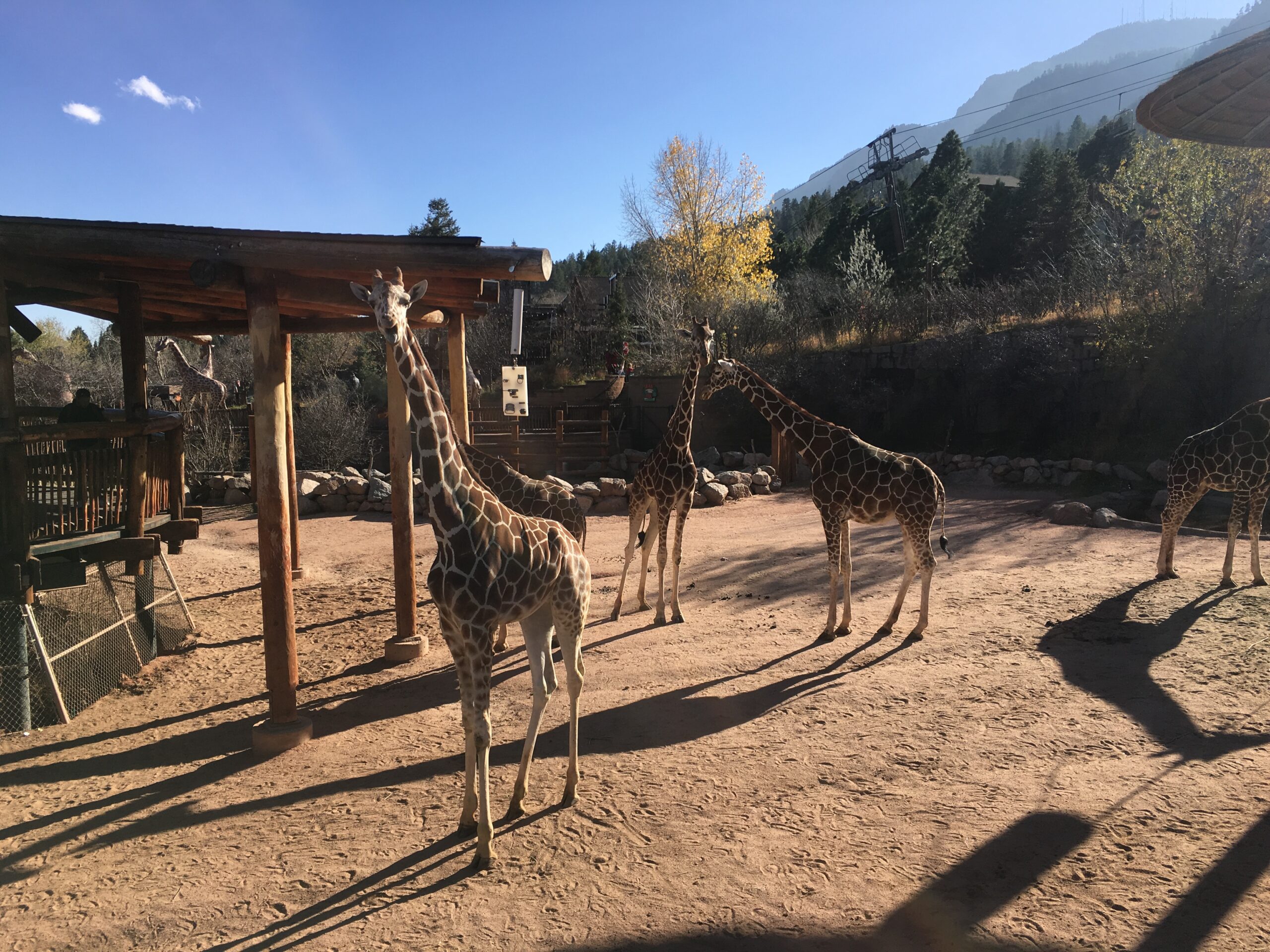 The image shows several giraffes standing in an outdoor enclosure at a zoo. The area is surrounded by trees and hills, with a clear blue sky above. A wooden structure provides some shade for the giraffes. The sunlight casts long shadows on the ground.