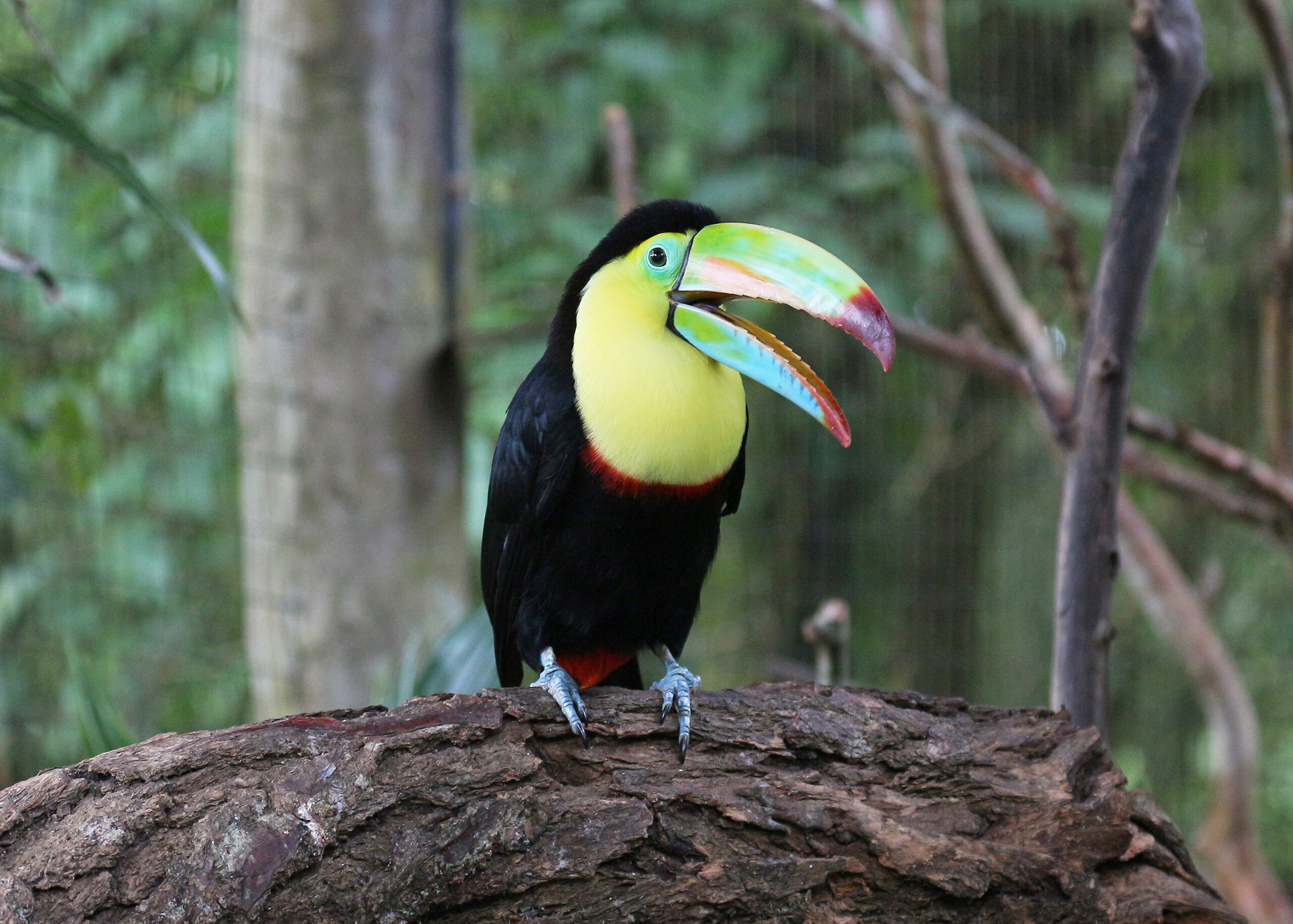 A toucan with a vibrant, multicolored beak is perched on a tree branch. The bird has a black body, a bright yellow throat, and a hint of red near its chest. The background is a blurred view of green foliage and tree trunks.