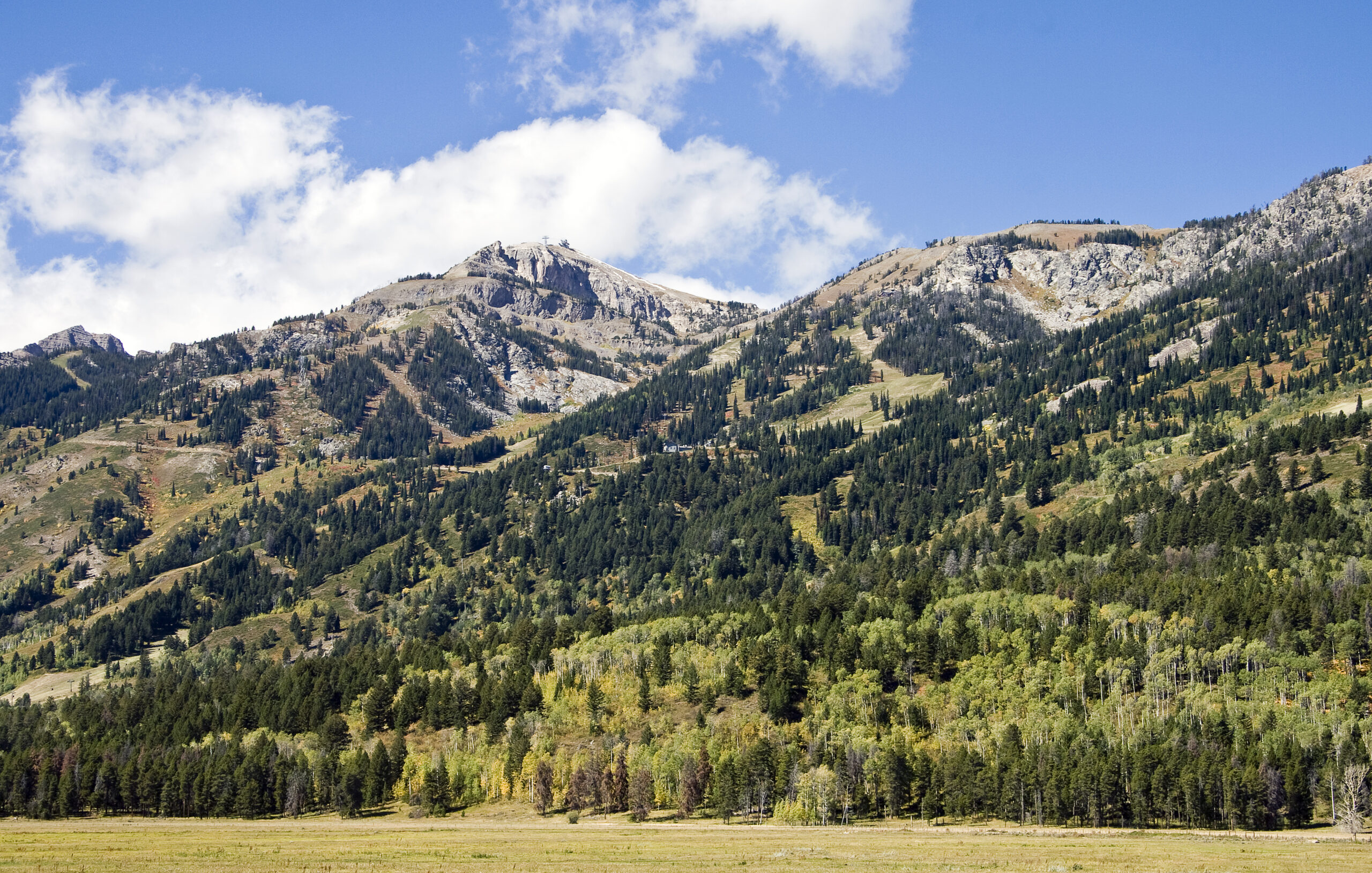 A scenic view of a mountain range with peaks partially covered in snow. The mountains are densely forested with a mix of evergreen and deciduous trees. In the foreground, there is a grassy meadow. The sky is blue with scattered clouds.