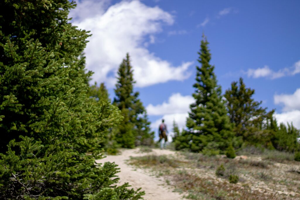 A scenic outdoor path surrounded by lush green pine trees under a bright blue sky with scattered clouds. A person is walking along the path in the distance, slightly out of focus.