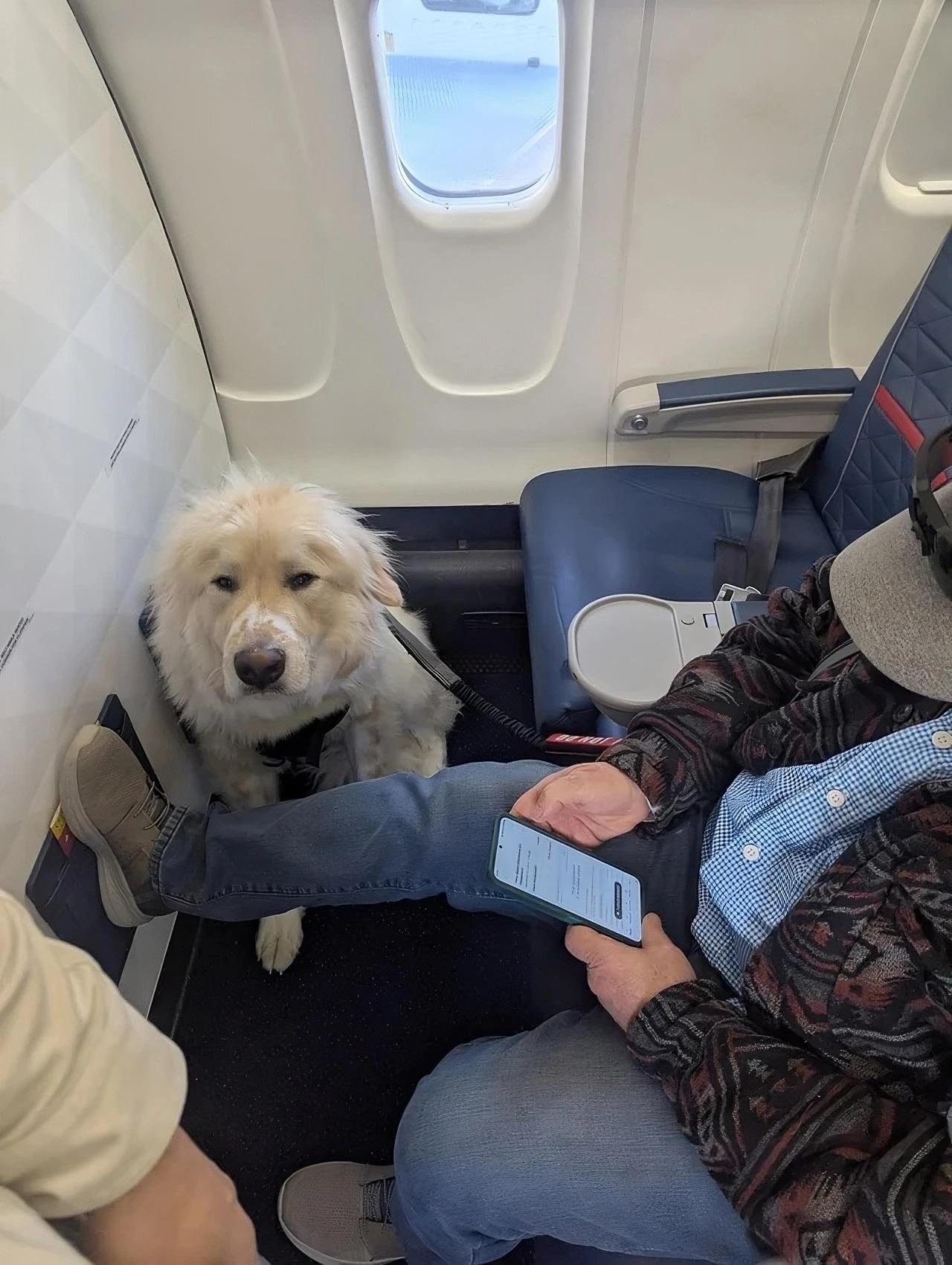 Kicked Out Of His Seat—Delta Passenger Forced To Move For A Dog [Roundup]