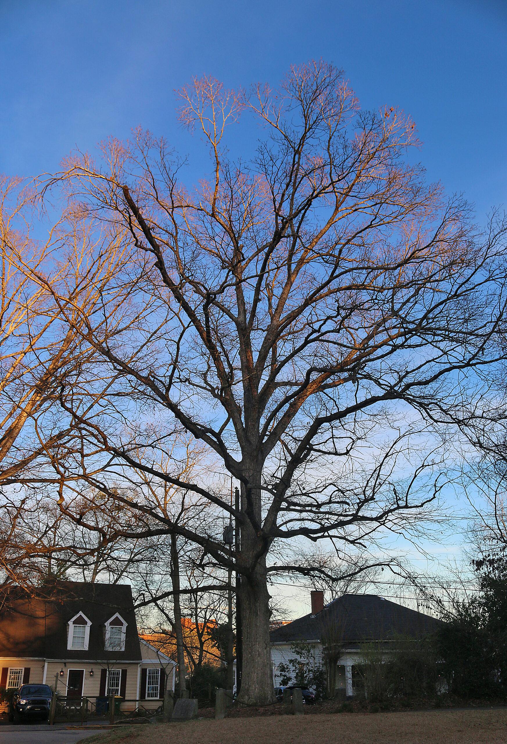 The Tree That Owns Itself in Athens, Georgia.