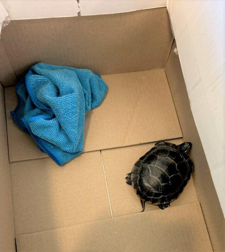 TSA Finds Turtle Stuffed In Man’s Pants At Newark Liberty International Airport